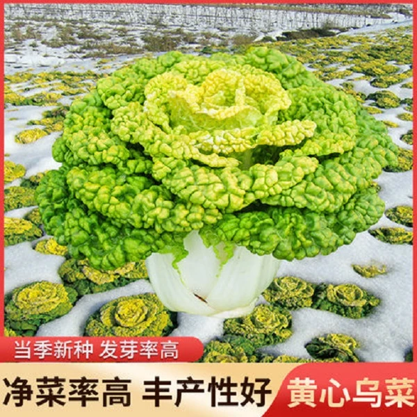 金满地心乌乌塌菜种子农田耐寒蔬菜高产纤维少lz