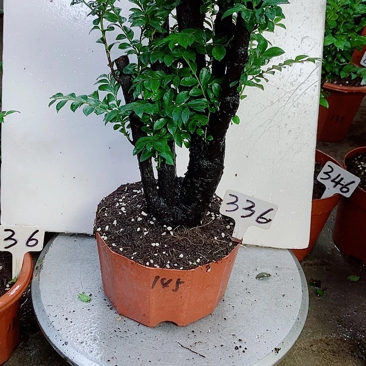 完全开放小叶紫檀
