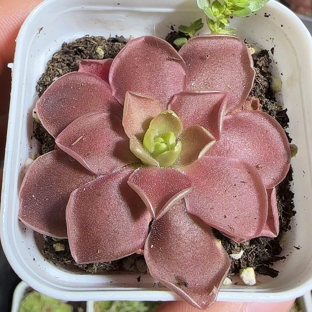 多肉1220-193捕虫堇