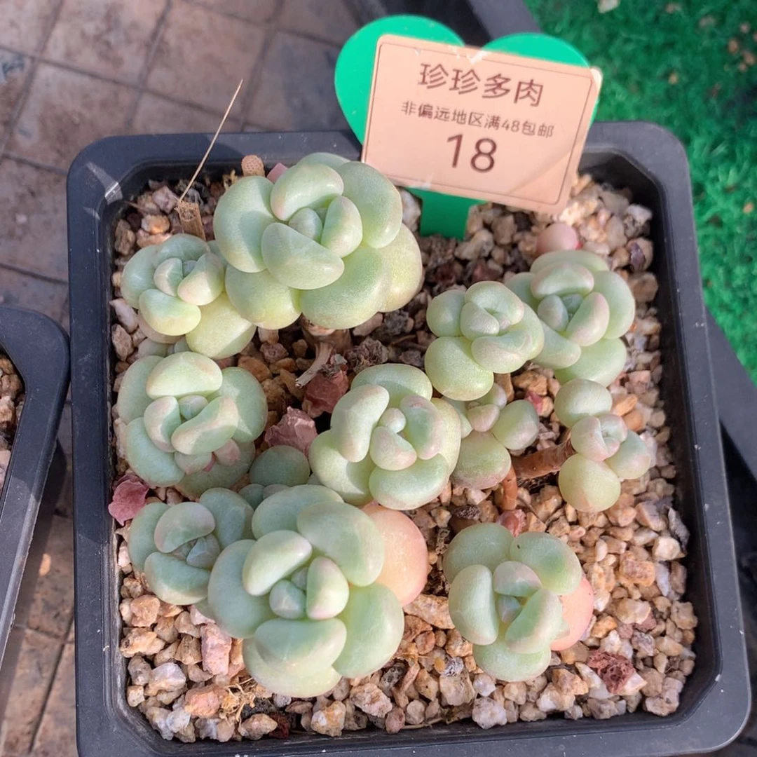 丸叶泡泡糖老桩平头18