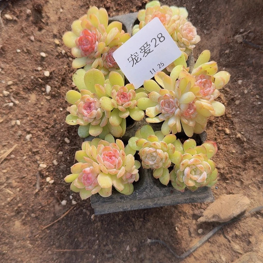 直播福利一物一拍28