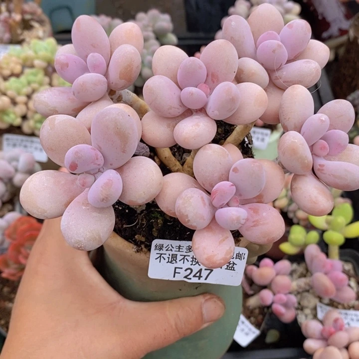 糖果桃蛋老桩247多肉植物