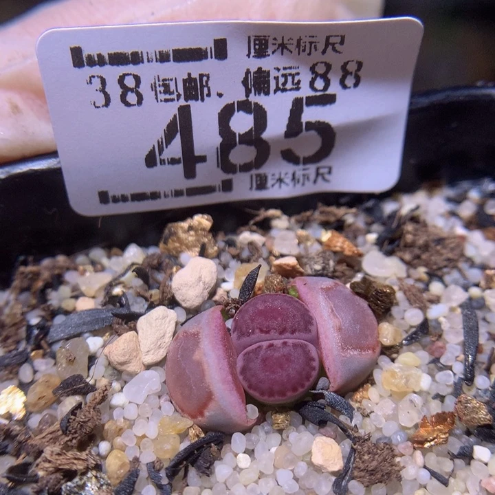 S精品生石花.485