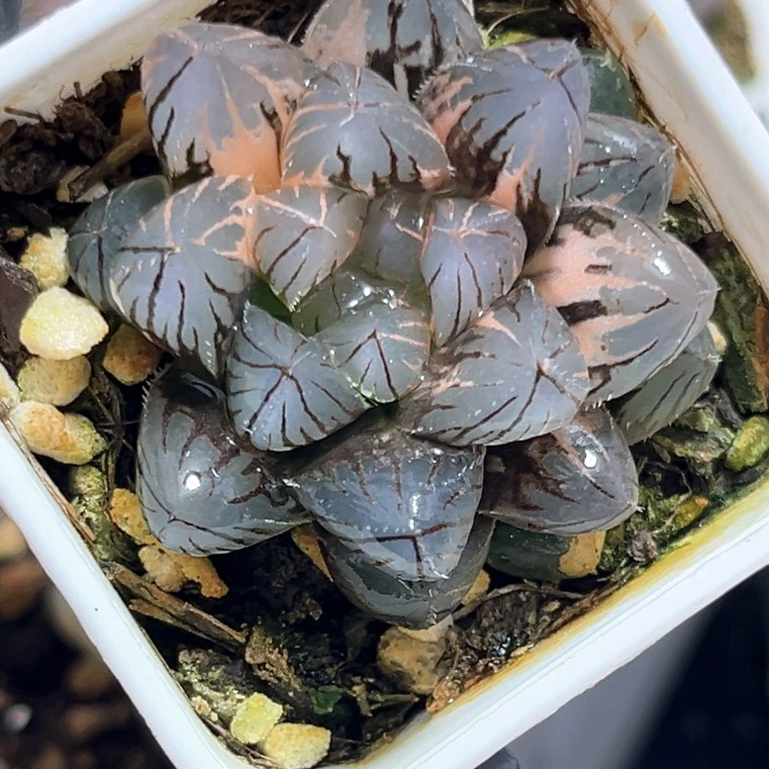 恭喜发财大吉大利4338