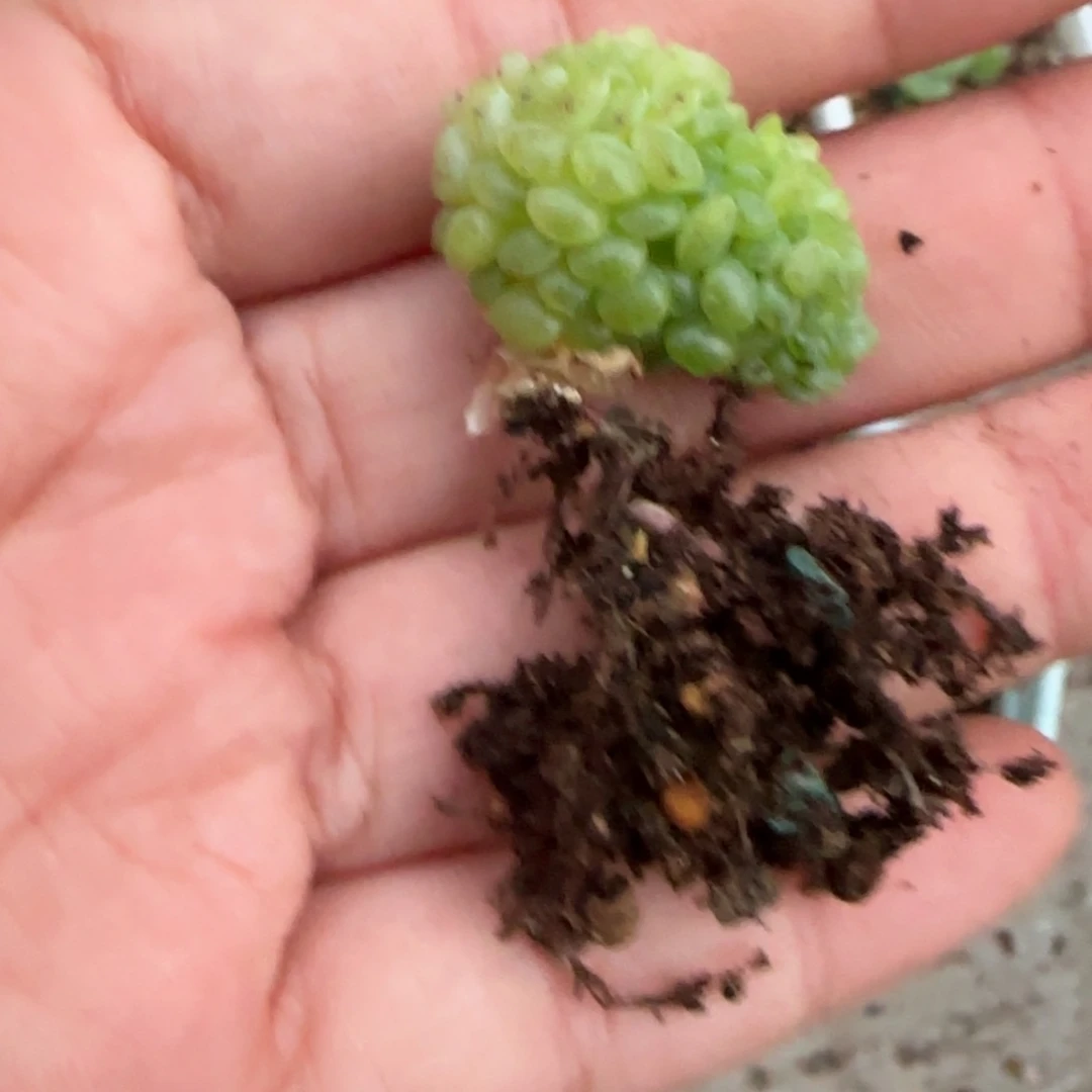 .***eQ Q8 盆一个满25包邮