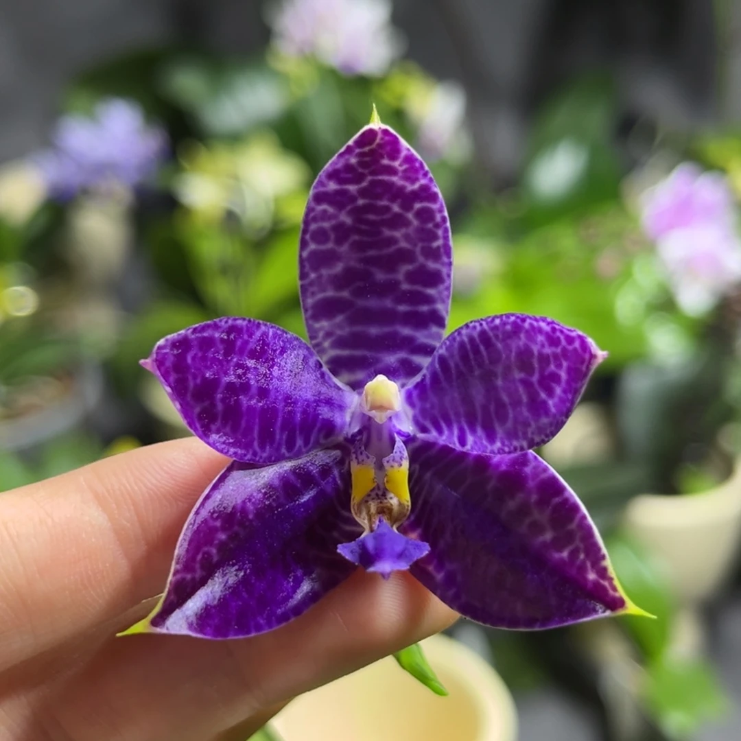 完全开放2.5寸3667开花株