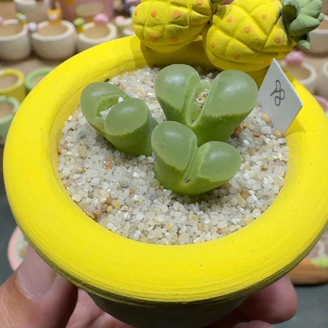 蘑菇1109风铃多肉植物