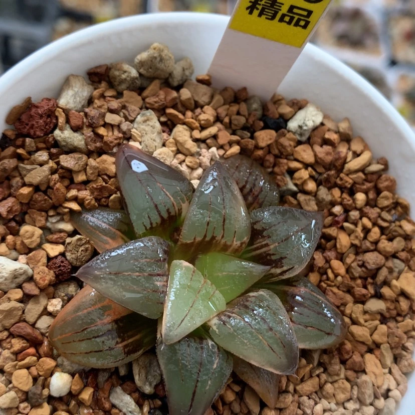 【闪购商品】649红纹