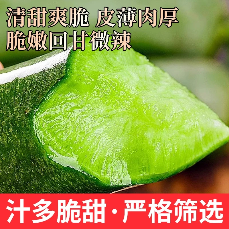 天星02天津正宗沙窝水果萝卜生吃脆甜青萝卜特产不辣