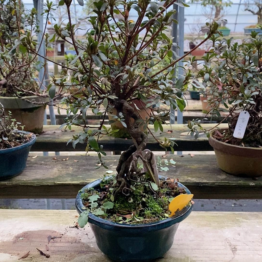 盆景旺****饼提根杜鹃