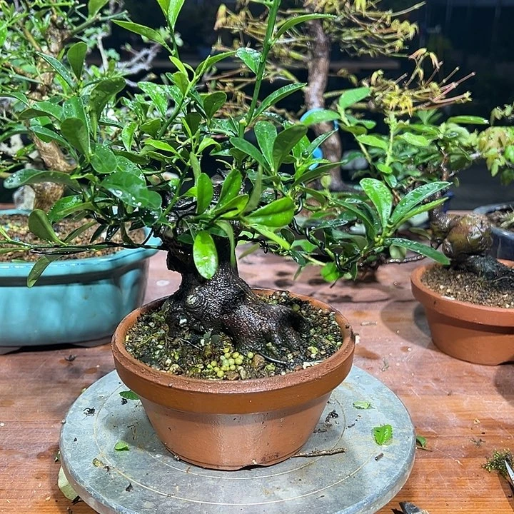 科***邦无花朵日本进口金豆盆景