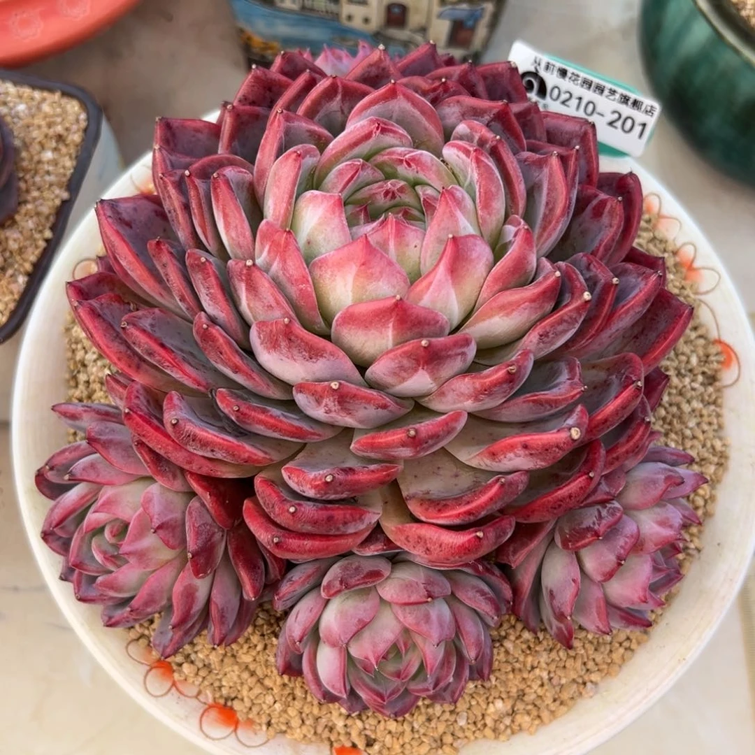 多肉一物一拍0210-201