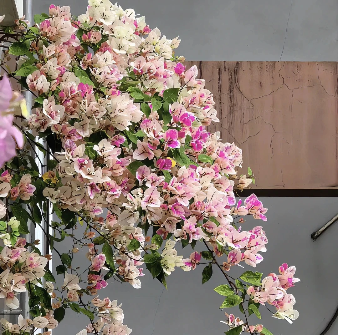 [一物一拍]漳红樱四季开花三角梅可爬藤可爬墙可飘枝