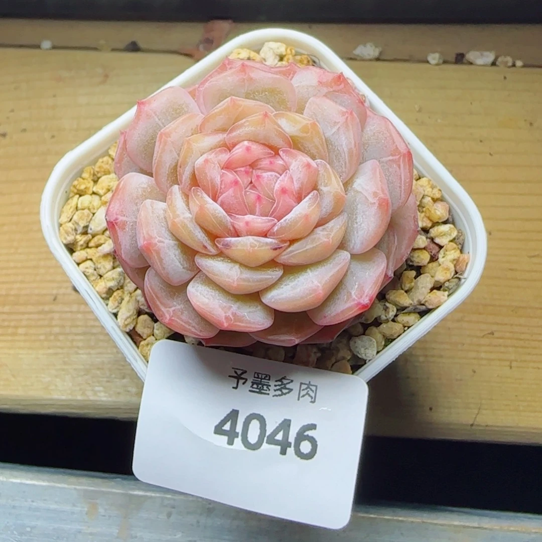 彩恋，4046多肉植物
