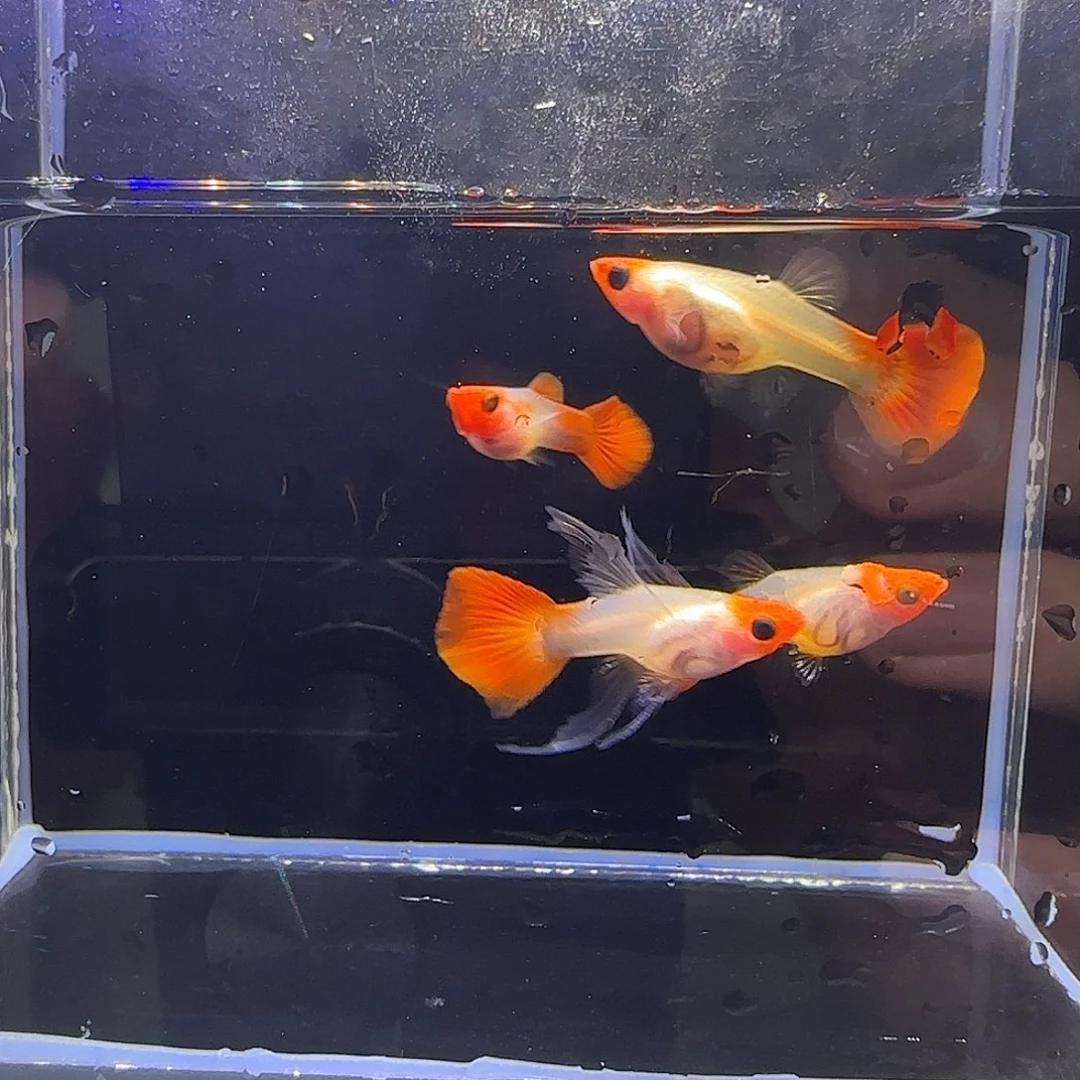 孔雀鱼深海蓝1公2母，送一条短C。21