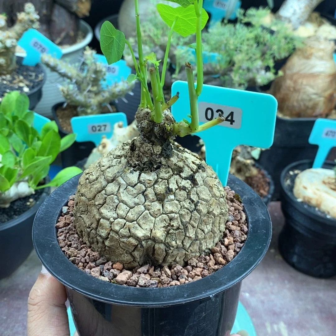 龙甲龟多肉植物一个