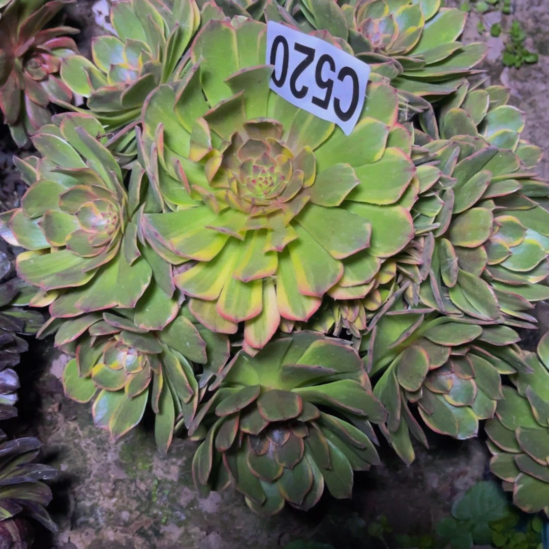 半夏法师26////10包邮