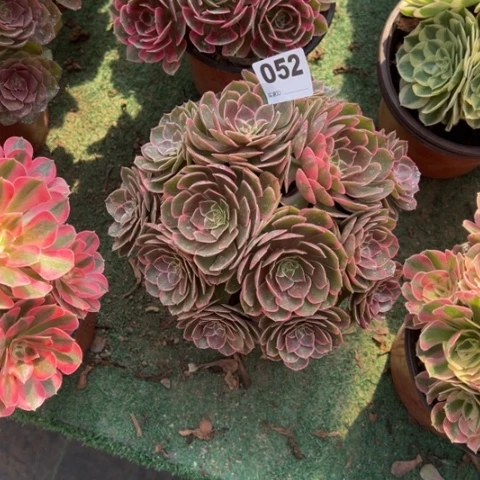 艾***艾052粉花妖朵朵多肉
