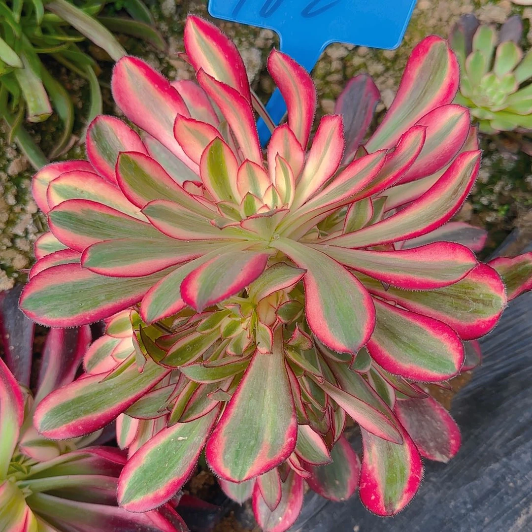 浮*162寄养哦哦哦哦