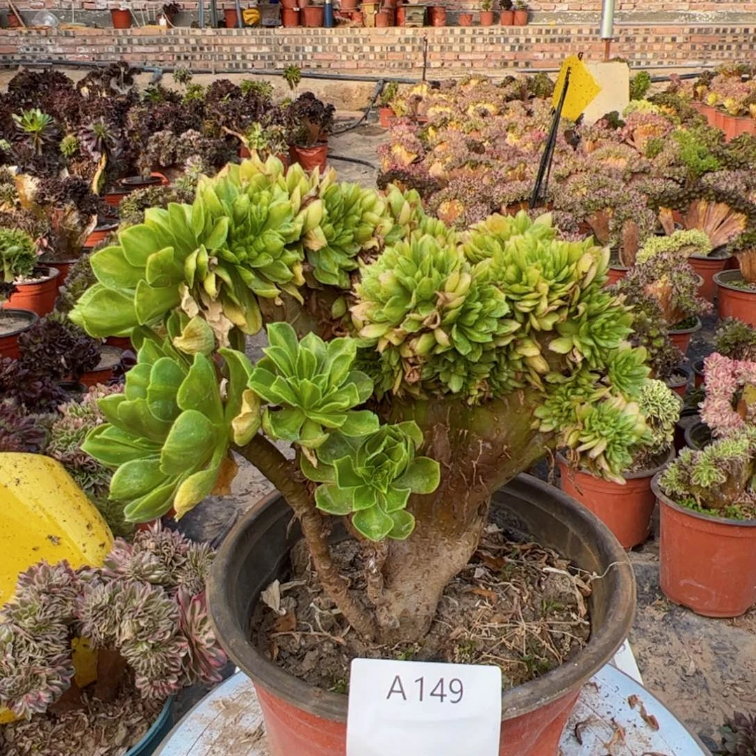 翡翠琉璃 A149号 所见所得