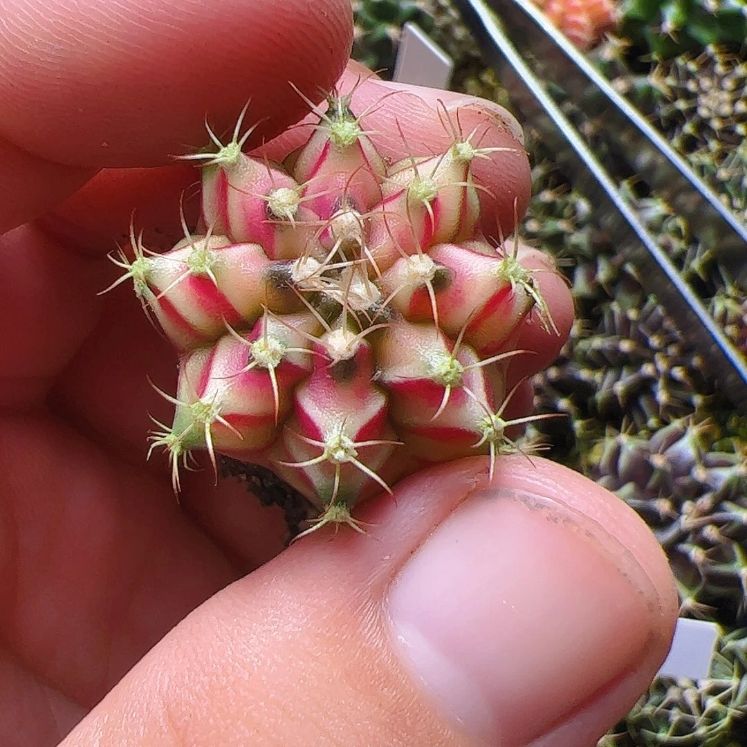 ****当前无花栽培后可以开花326