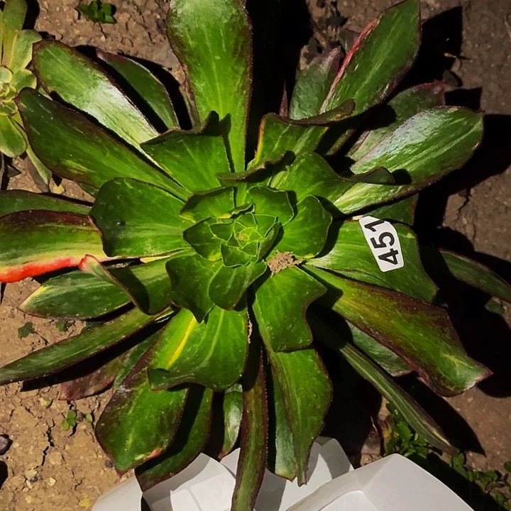 451魅影七彩多肉植物处理不售后