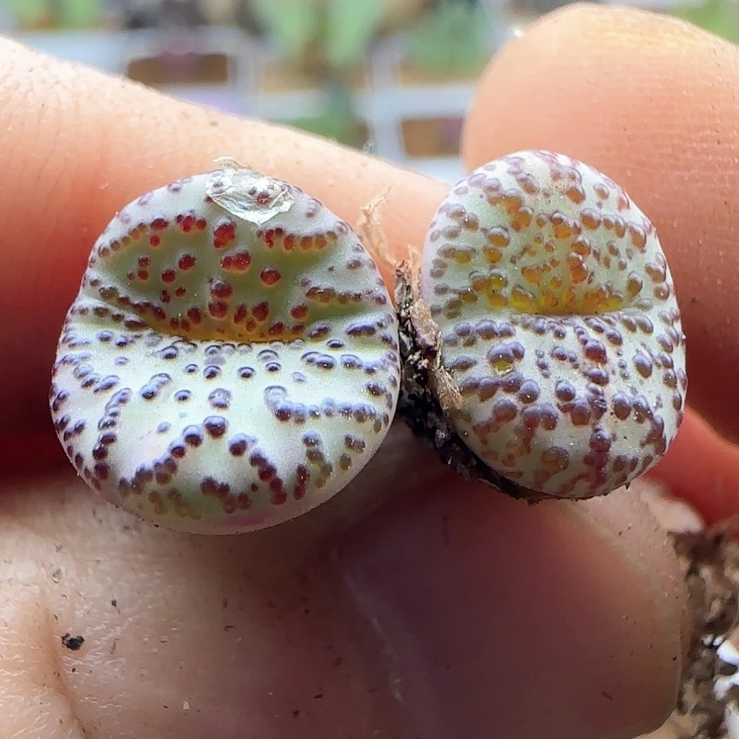 大泡泡的安贞两个。     41946