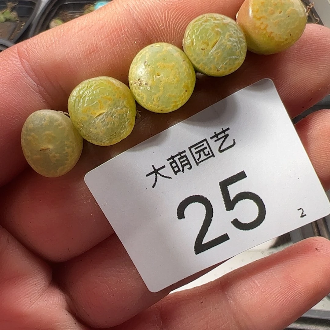000025量拍以下1颗