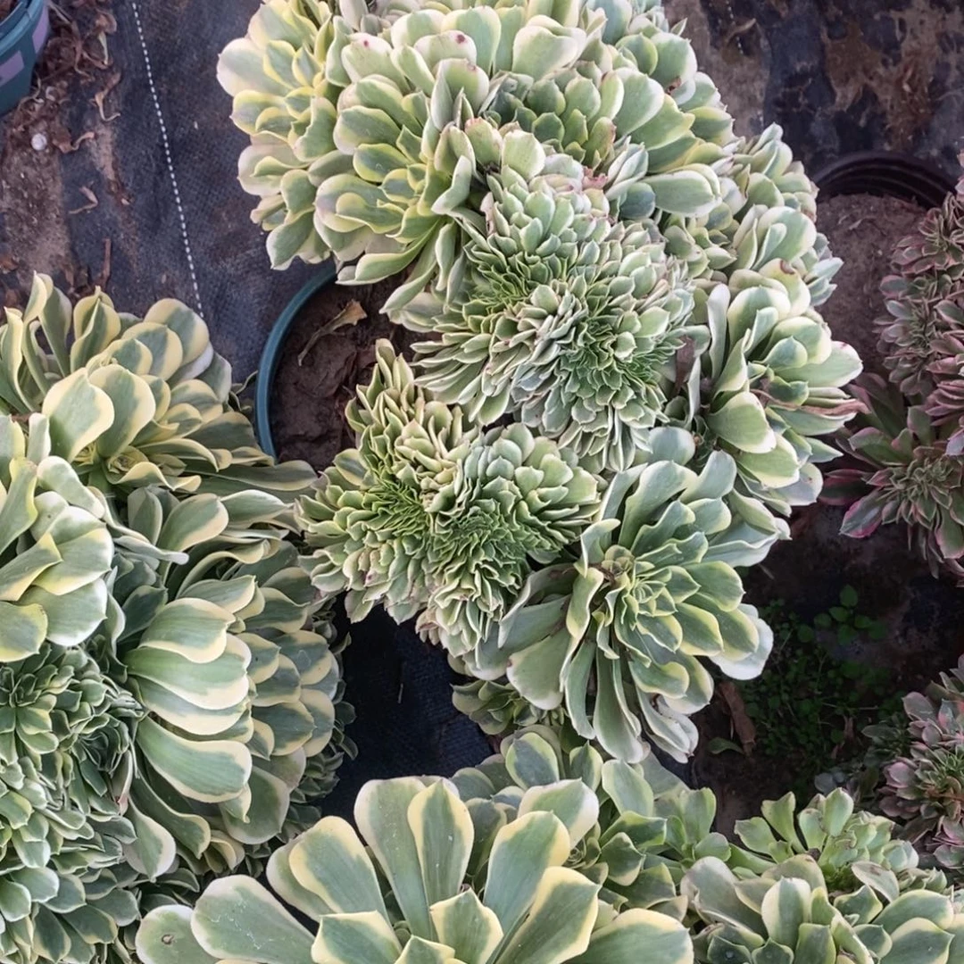 绿豆沙缀化1颗多肉