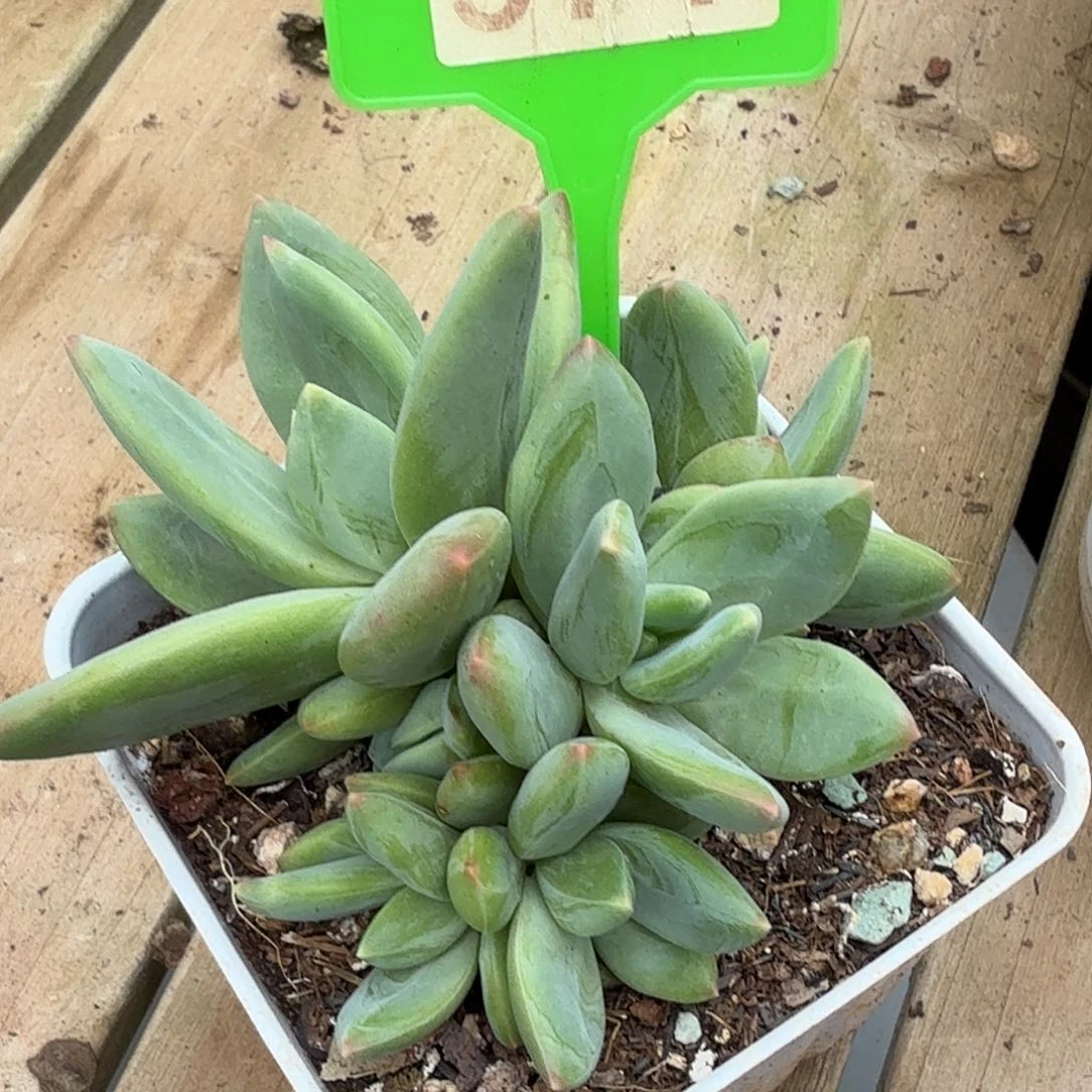 海洋之歌多肉植物571