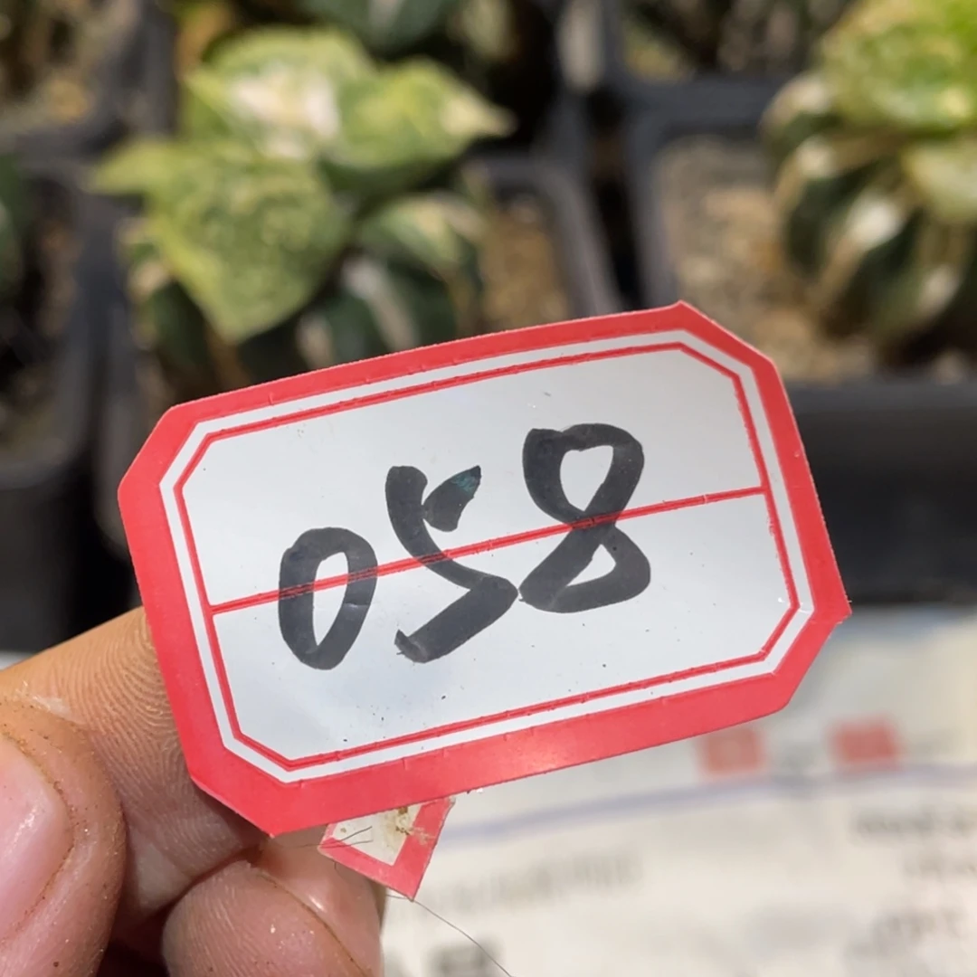 无花朵仙人球开花058