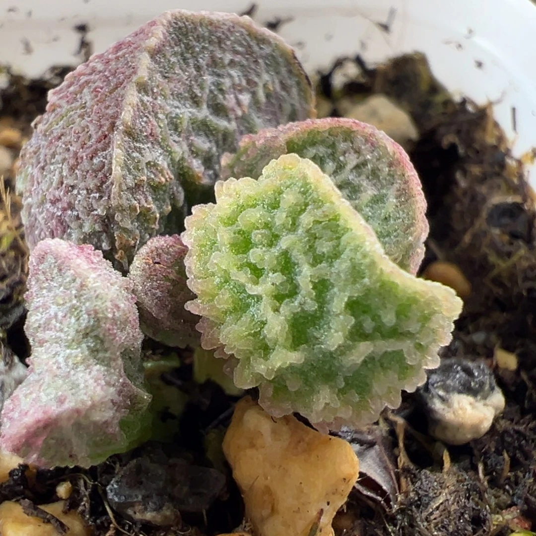 实生新品大苗多肉植物水泡