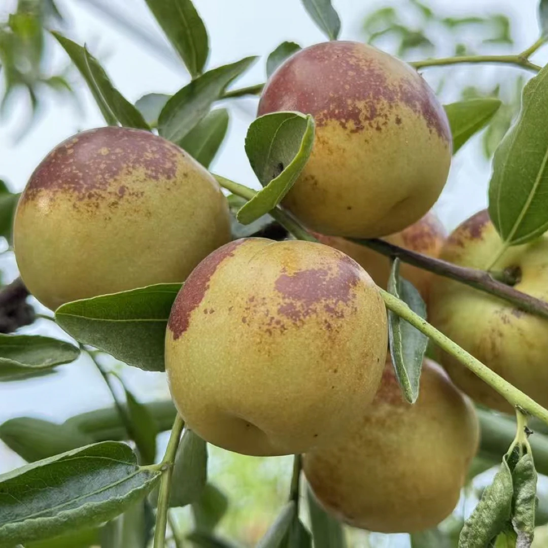 山东滨州正宗沾化冬枣