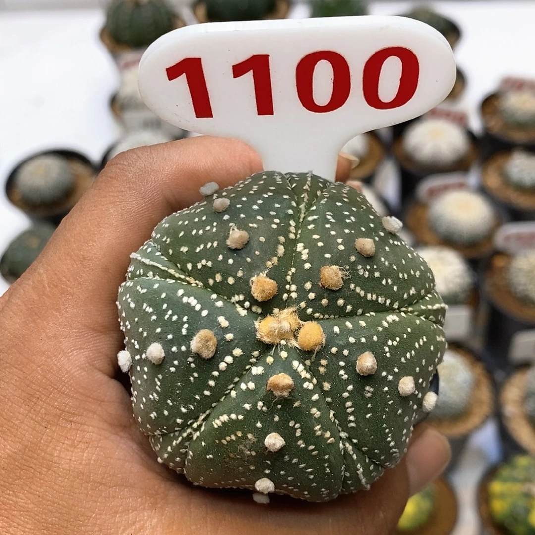 1120福利特价咯啦