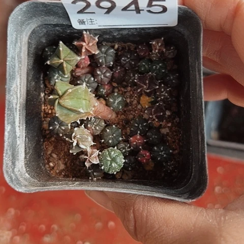 2945处理仙人球小苗