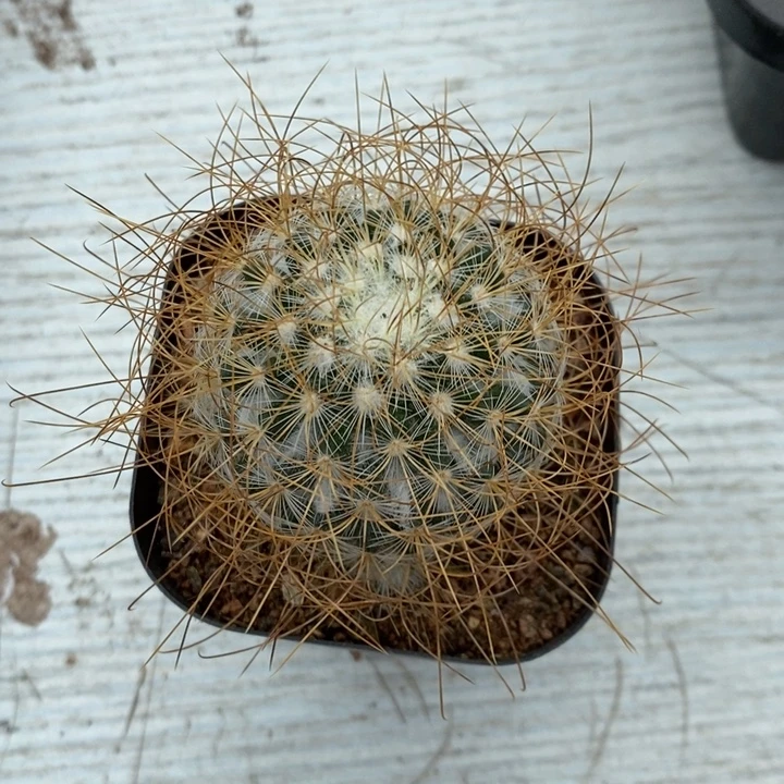 狂刺海泉特价福利
