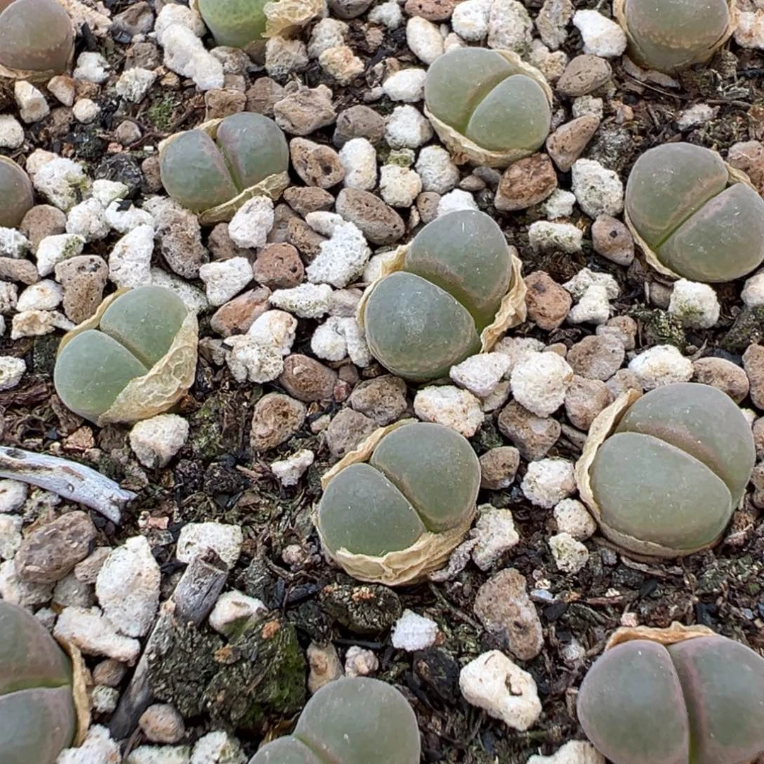 量拍b23风铃一颗。多肉