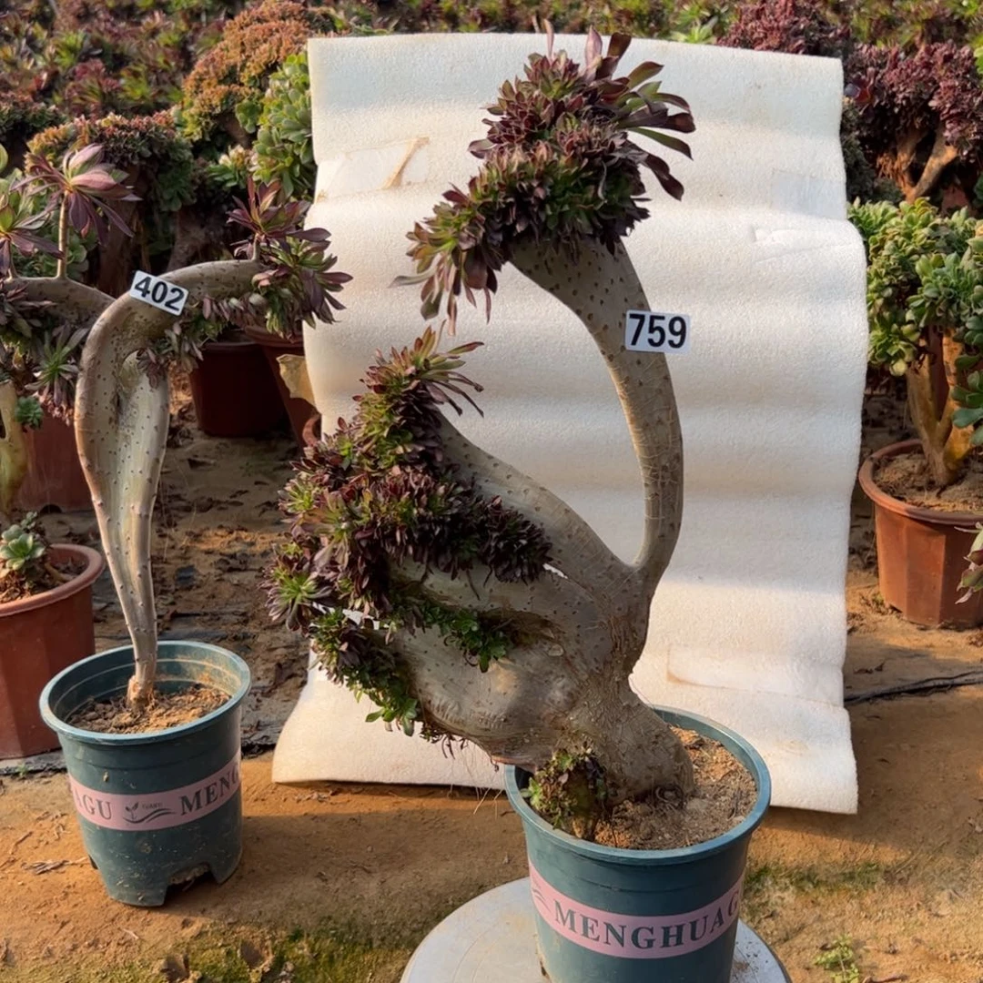 有伤黑缀759高度43厘米