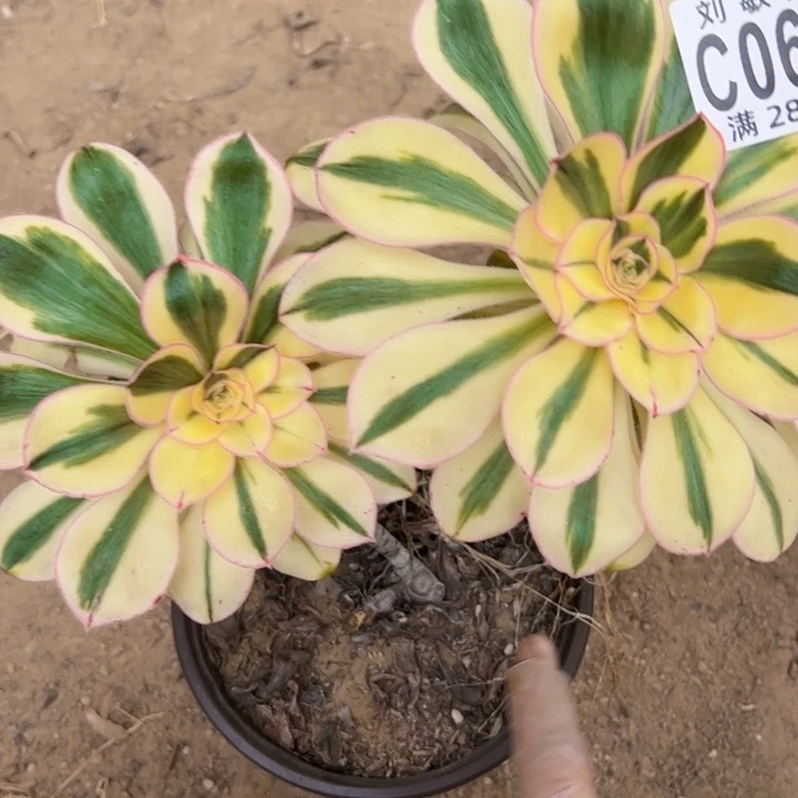 0670燕姿锦多肉植物法师