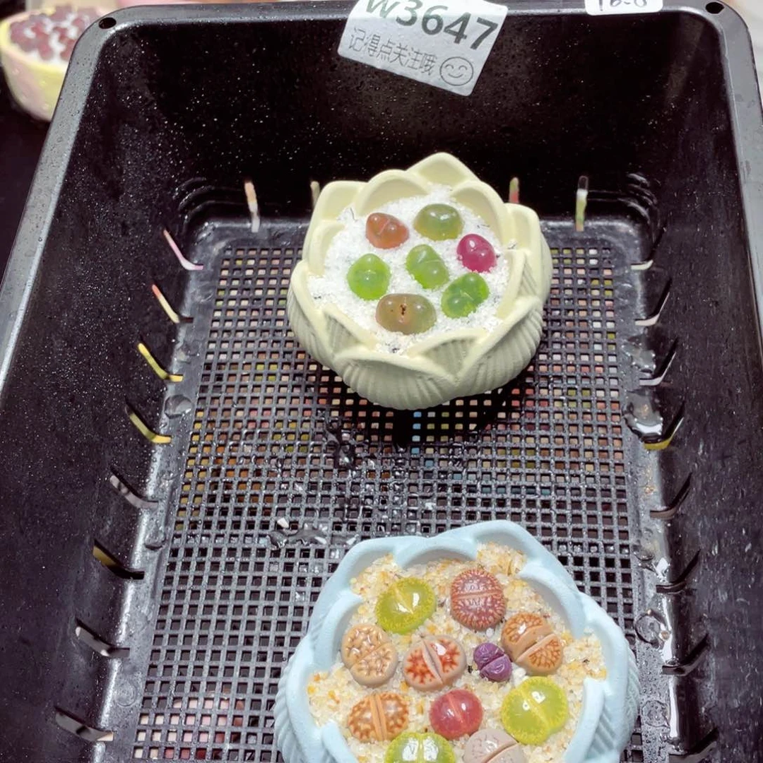 w3647 –零下地区拍保温箱-15支持寄养