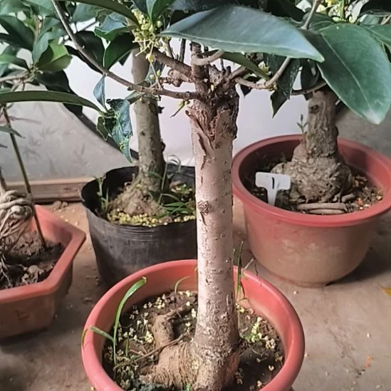 心***摘完全开放四季桂花佛