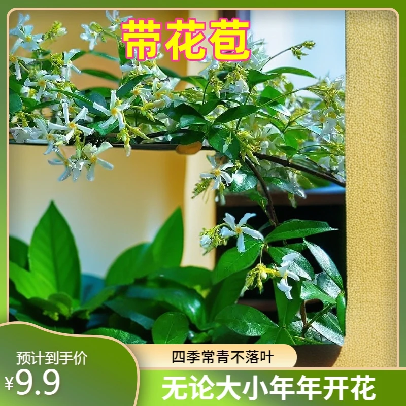 风车茉莉盆栽大苗垂丝爬藤蔓花卉耐寒阳台庭院绿植物四季开花室内