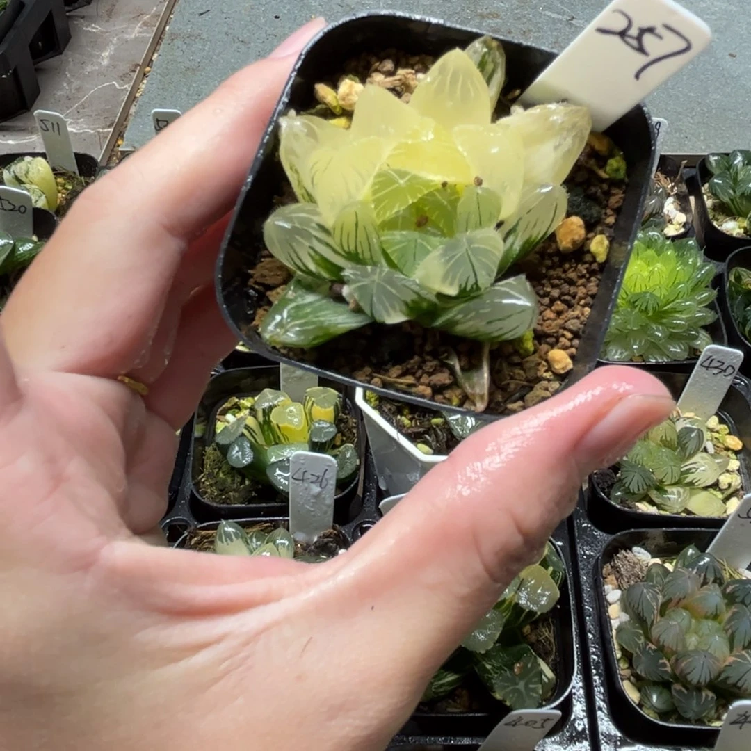 257龙鳞玉露锦一物一拍