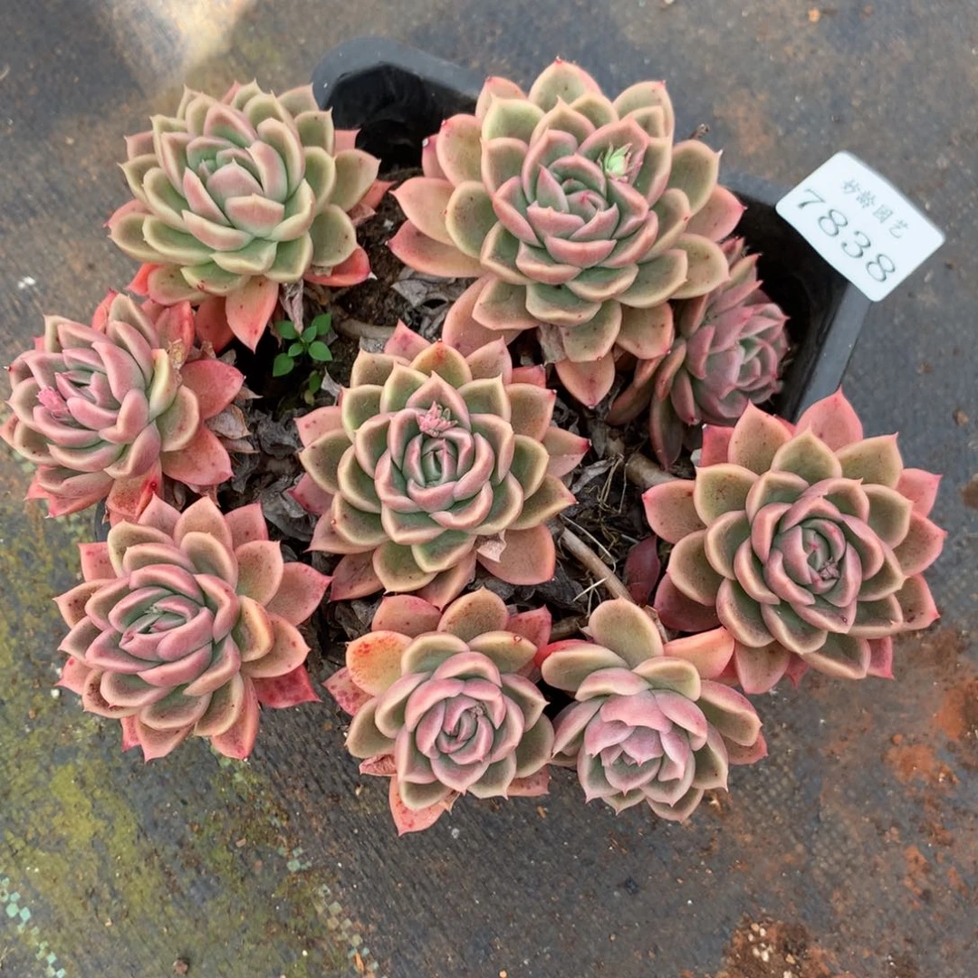 7838不包掉头特价处理