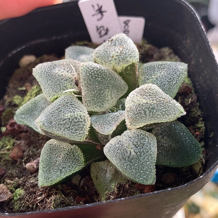 8号冰钻寿带盆带土