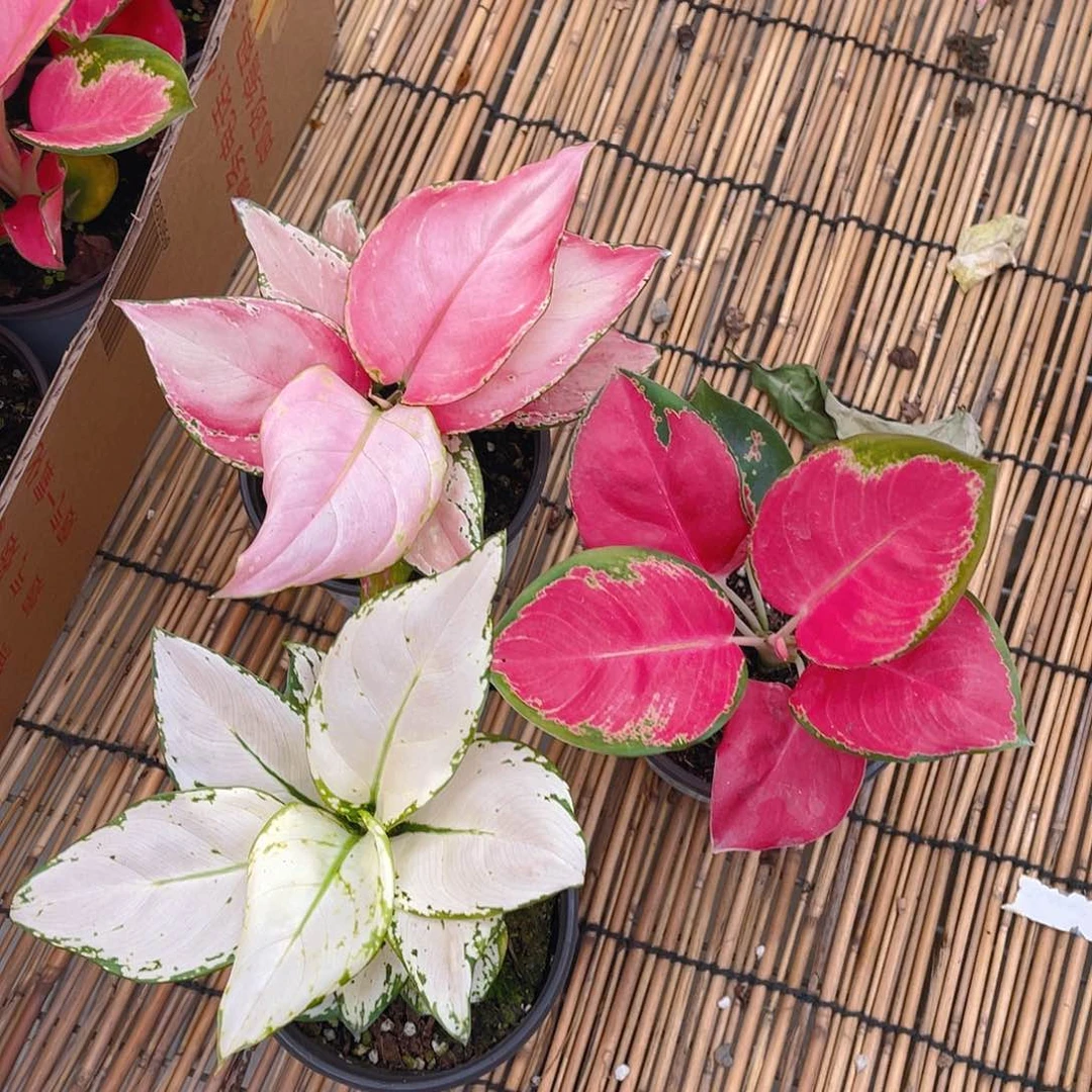 完全开放中国红，吉利红，白如意