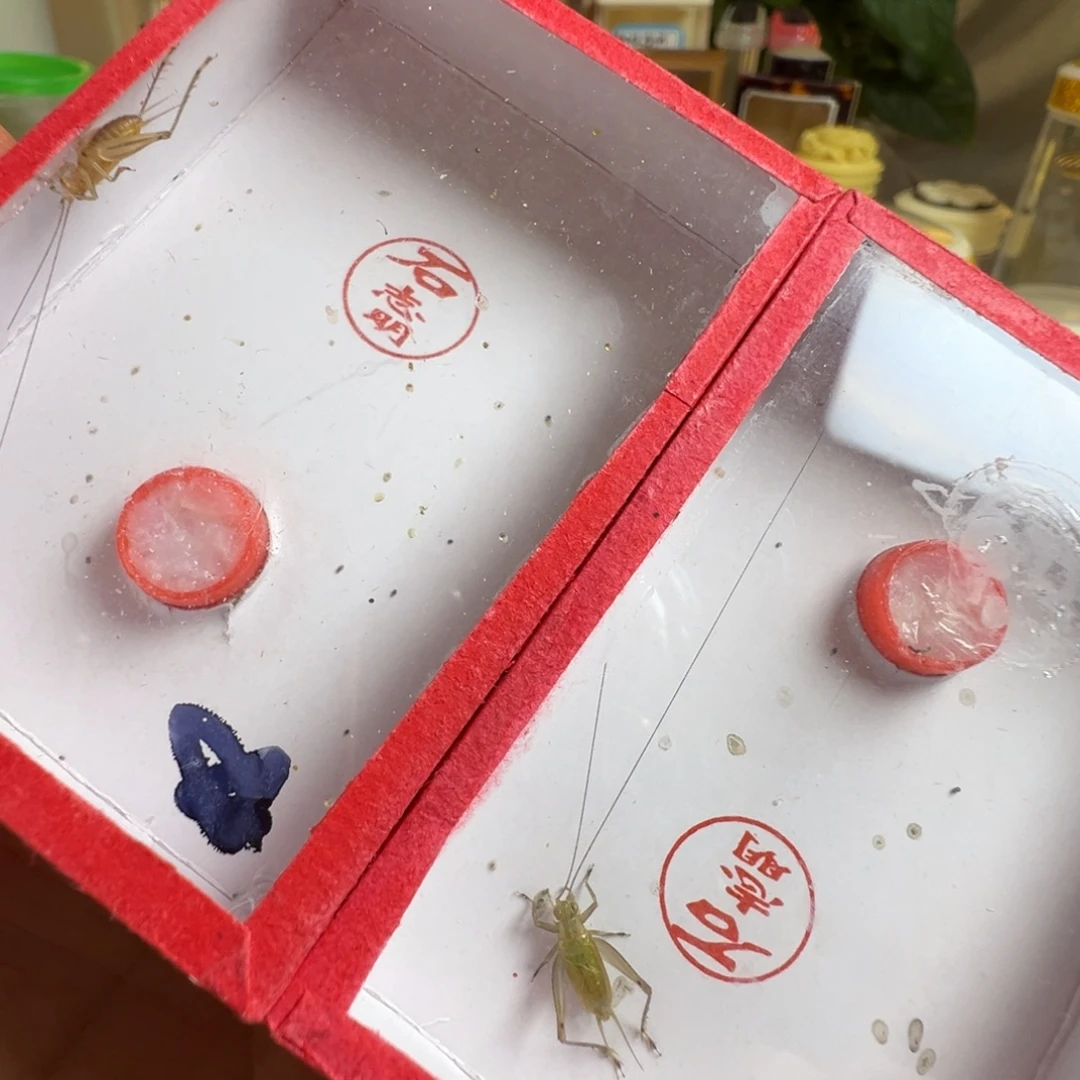 蟋蟀两只长须石冬黄漂亮