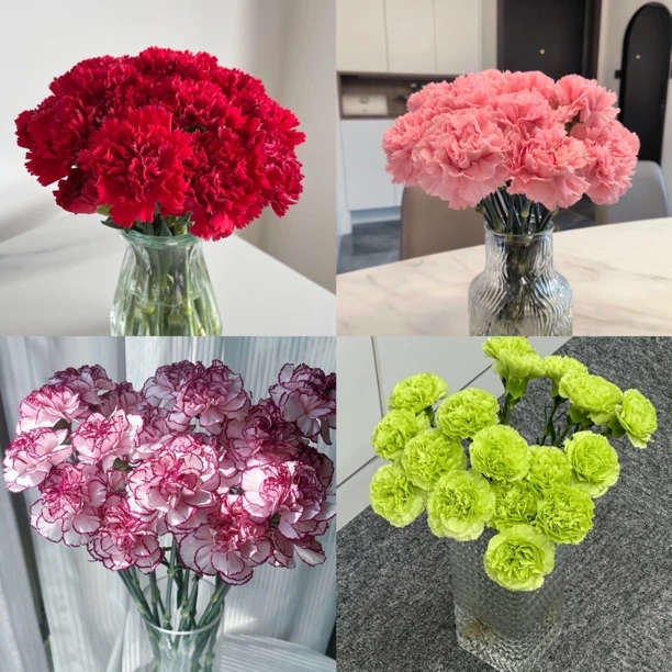 【康乃馨】20枝装、山东日照基地源头直发