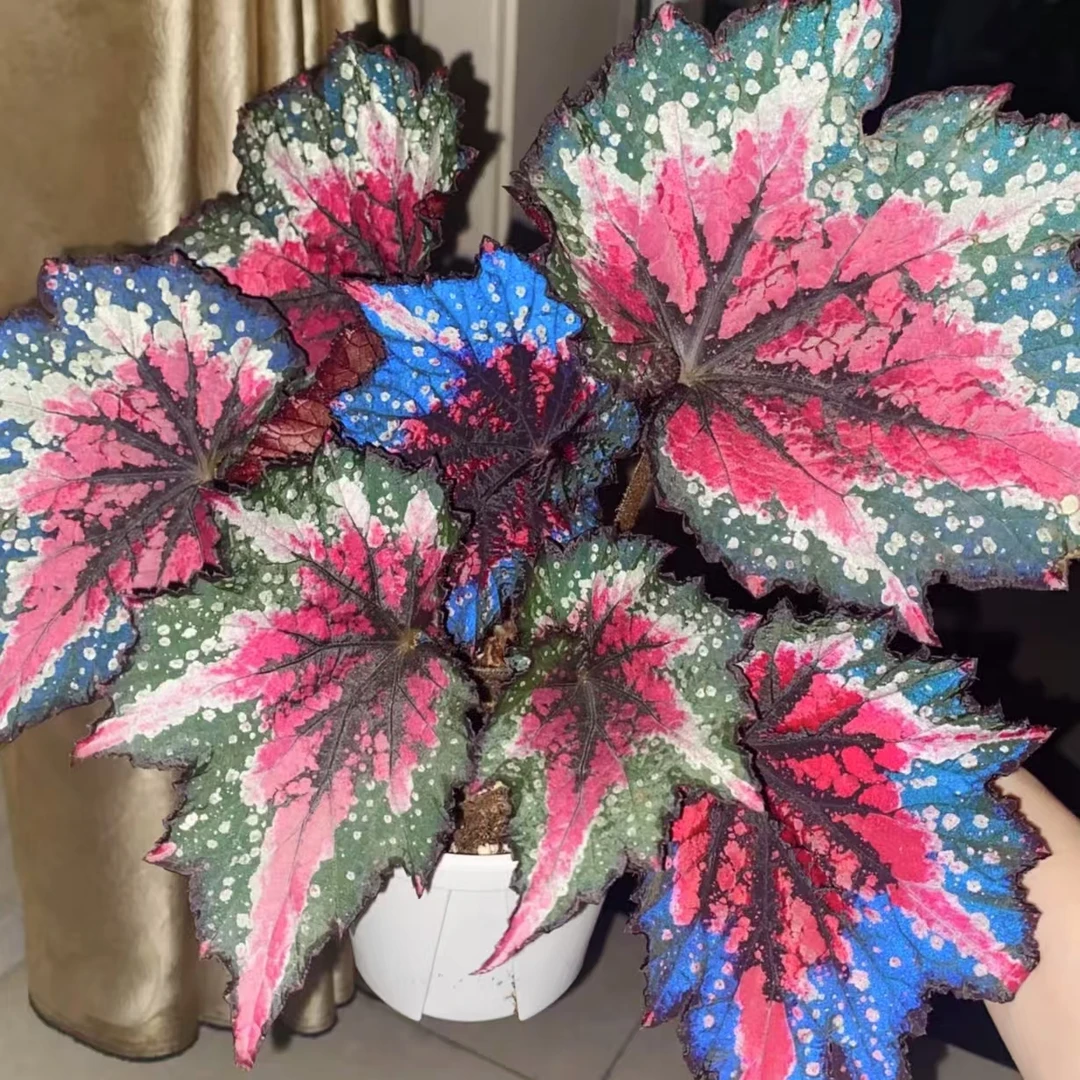 圣火 秋海棠室内花卉绿植反蓝光秋海棠盆栽热植  云南鲜花绿植