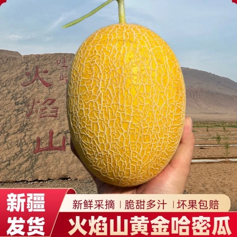 娜/新疆直发金色年华哈密瓜现摘现发应季新鲜脆甜水果